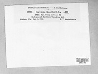 Puccinia xanthii image